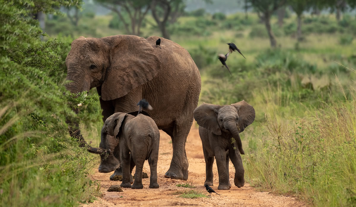 6 Days Luxury Uganda Safari
