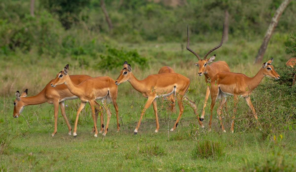 7 Days Uganda Safari Tour