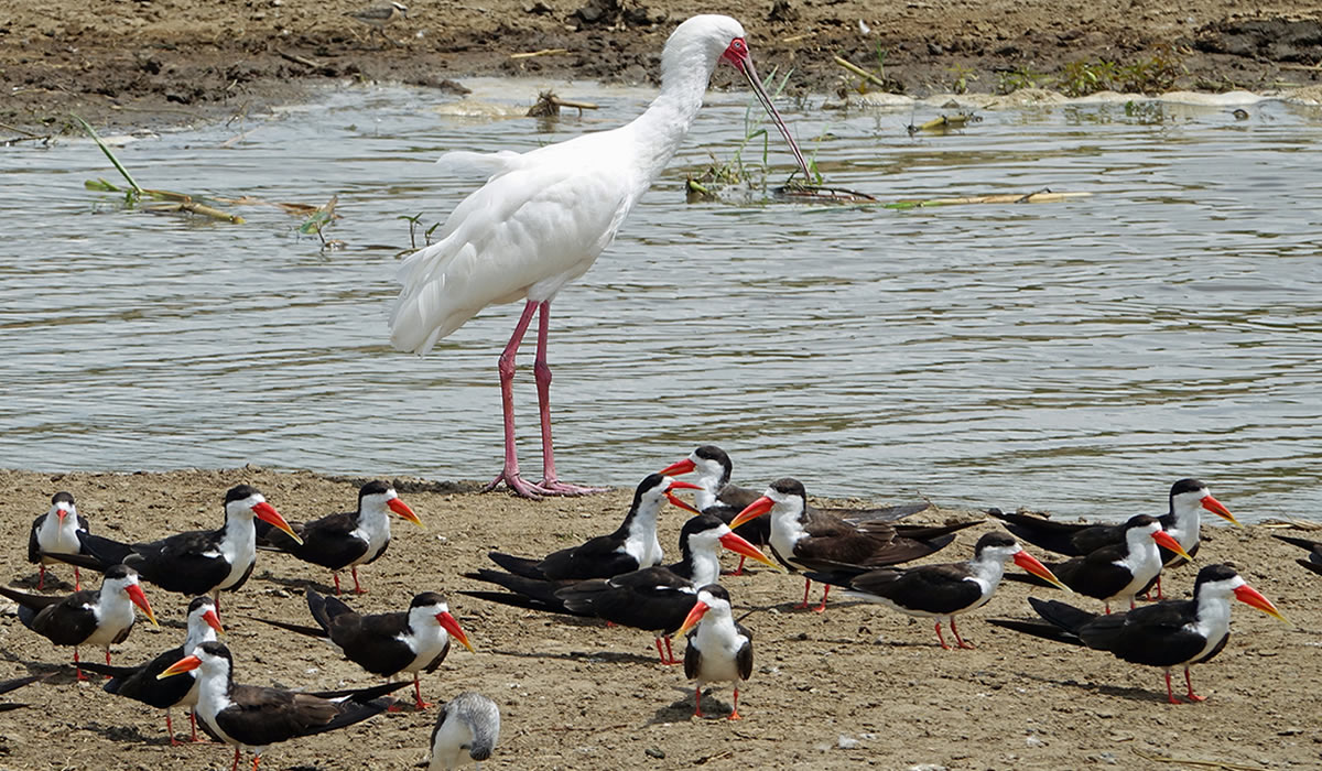 5 Days Uganda Birding Safari