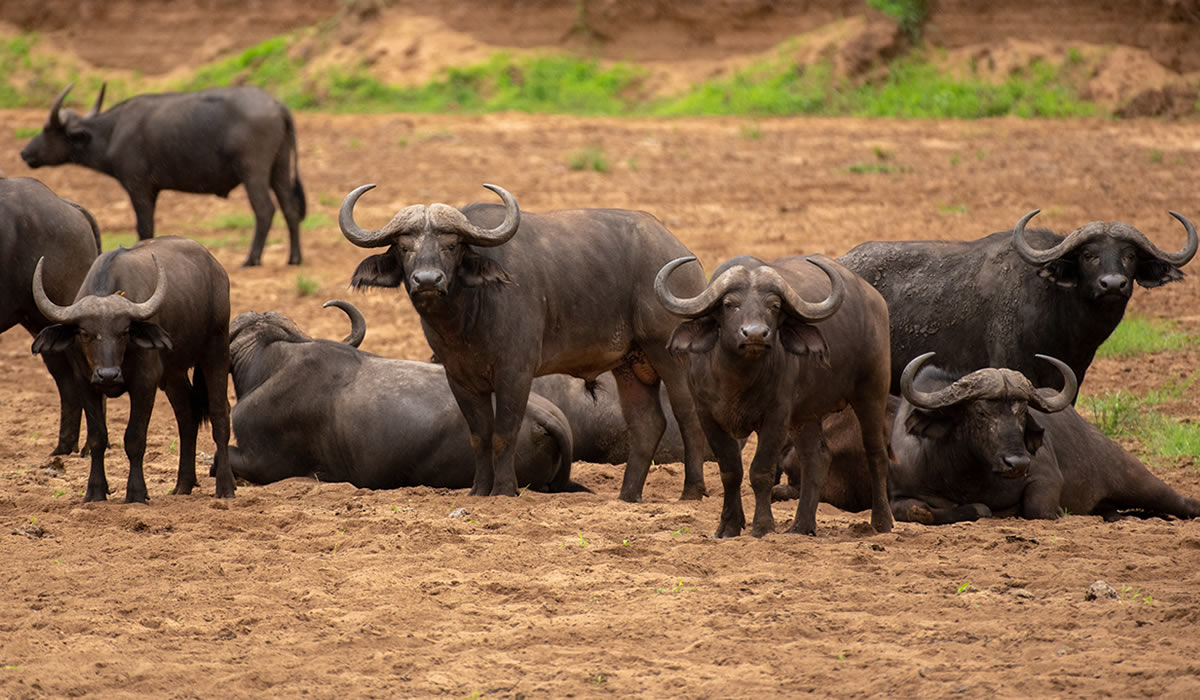9 Days Wildlife Safari Tour in Uganda