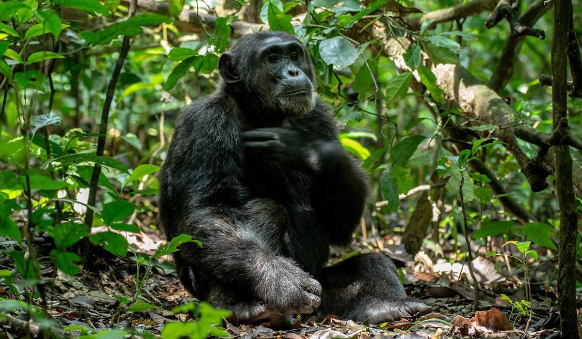 3 Days Chimpanzee Trekking Uganda Tour