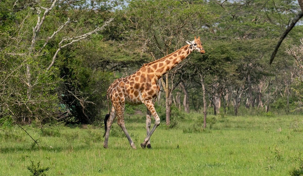 2 Days Lake Mburo National Park Safari