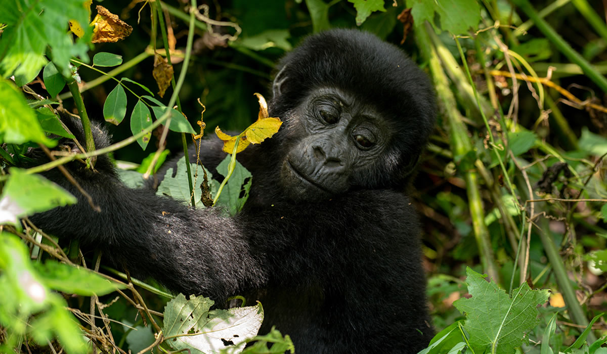 3 Days Bwindi Gorilla Trekking Safari, Uganda