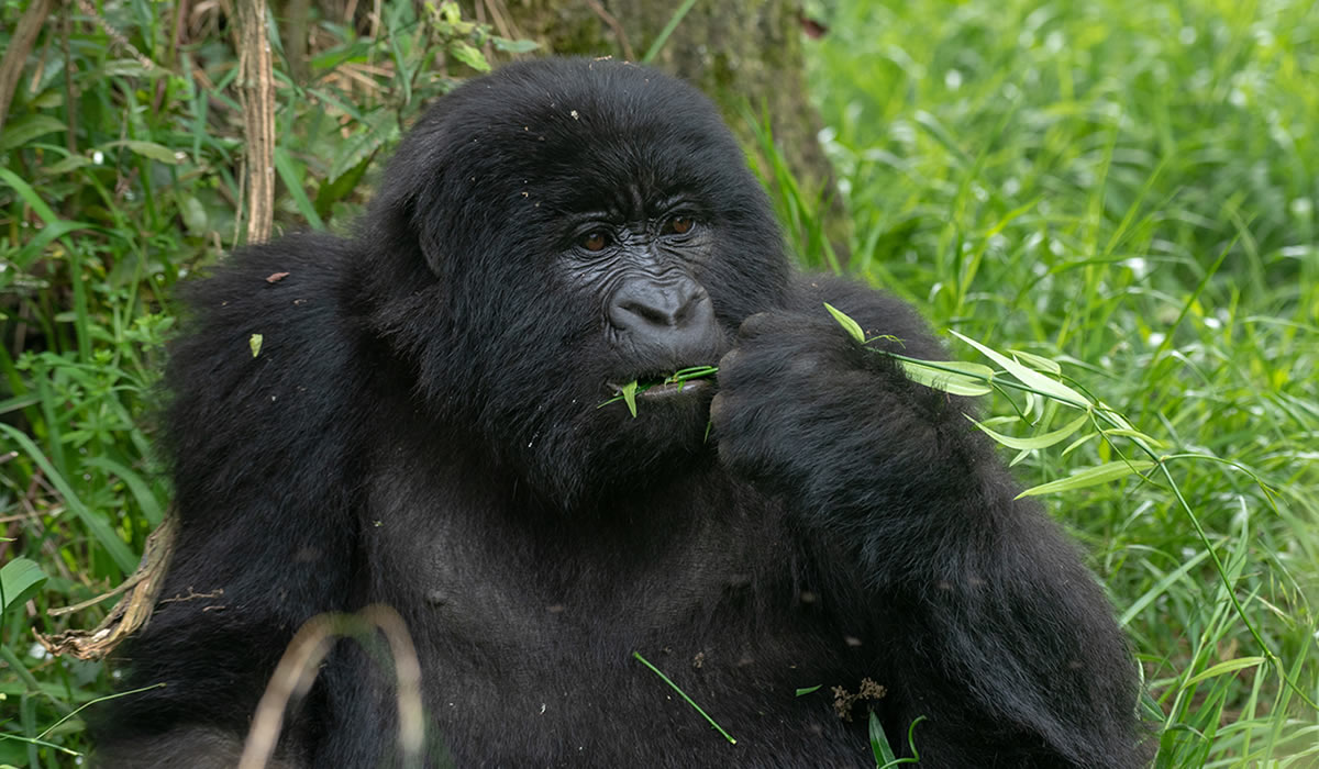 14 Days Complete Uganda Safari Adventure