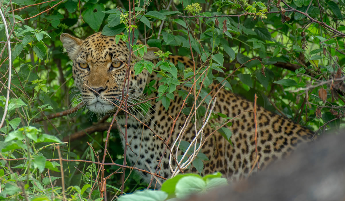 10 Days Uganda Big Five Safari