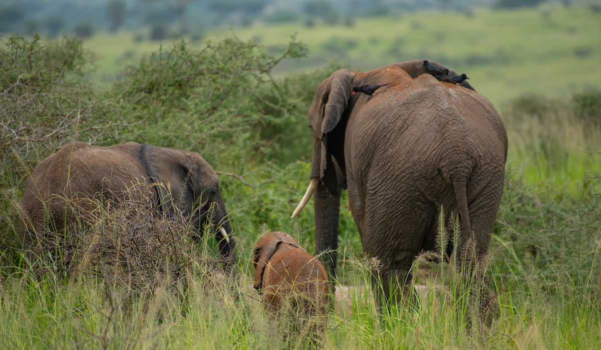 12 Days Best of Uganda Wildlife Safari