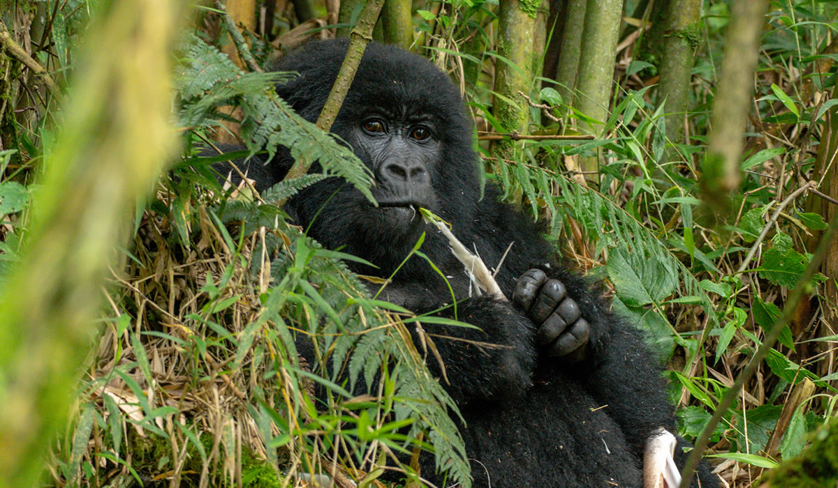 8 Days Primates and Wildlife Uganda Safari