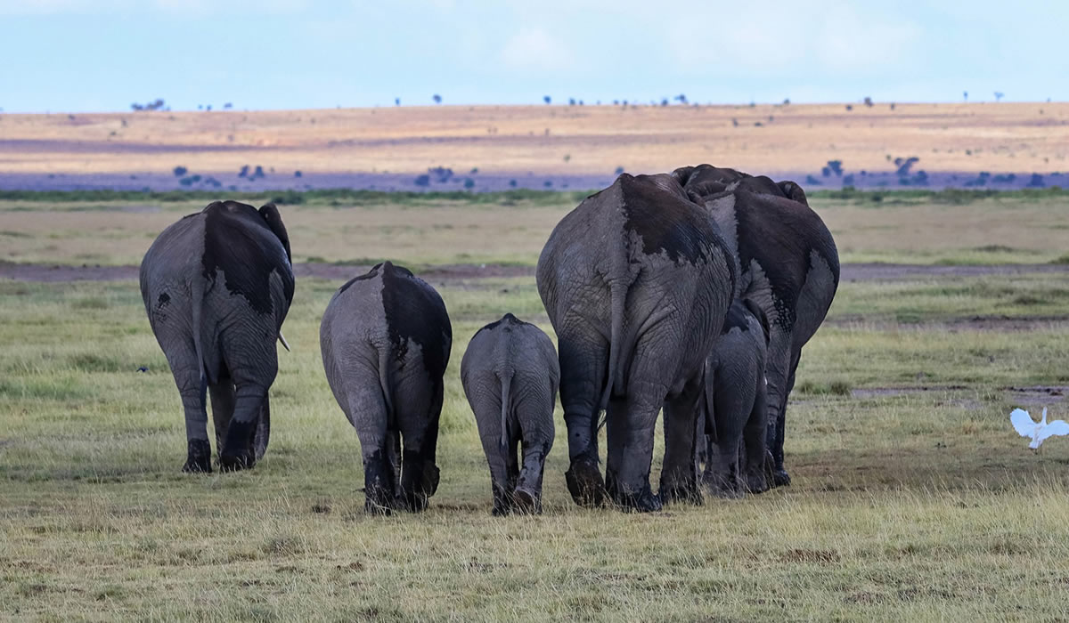 7 Days Wildlife Safari in Kenya