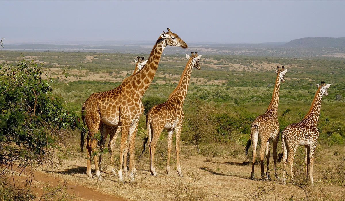 8 Days Kenya Safari Tour