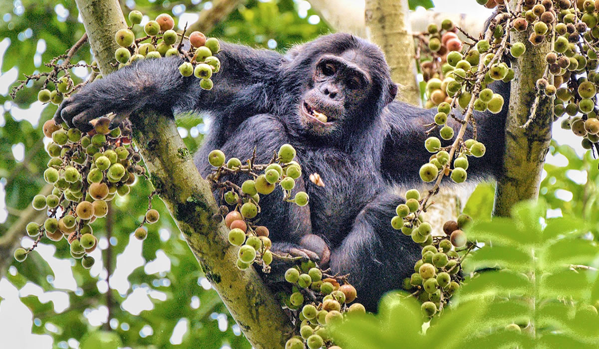 10 Days Rwanda Wildlife and Primate Tour