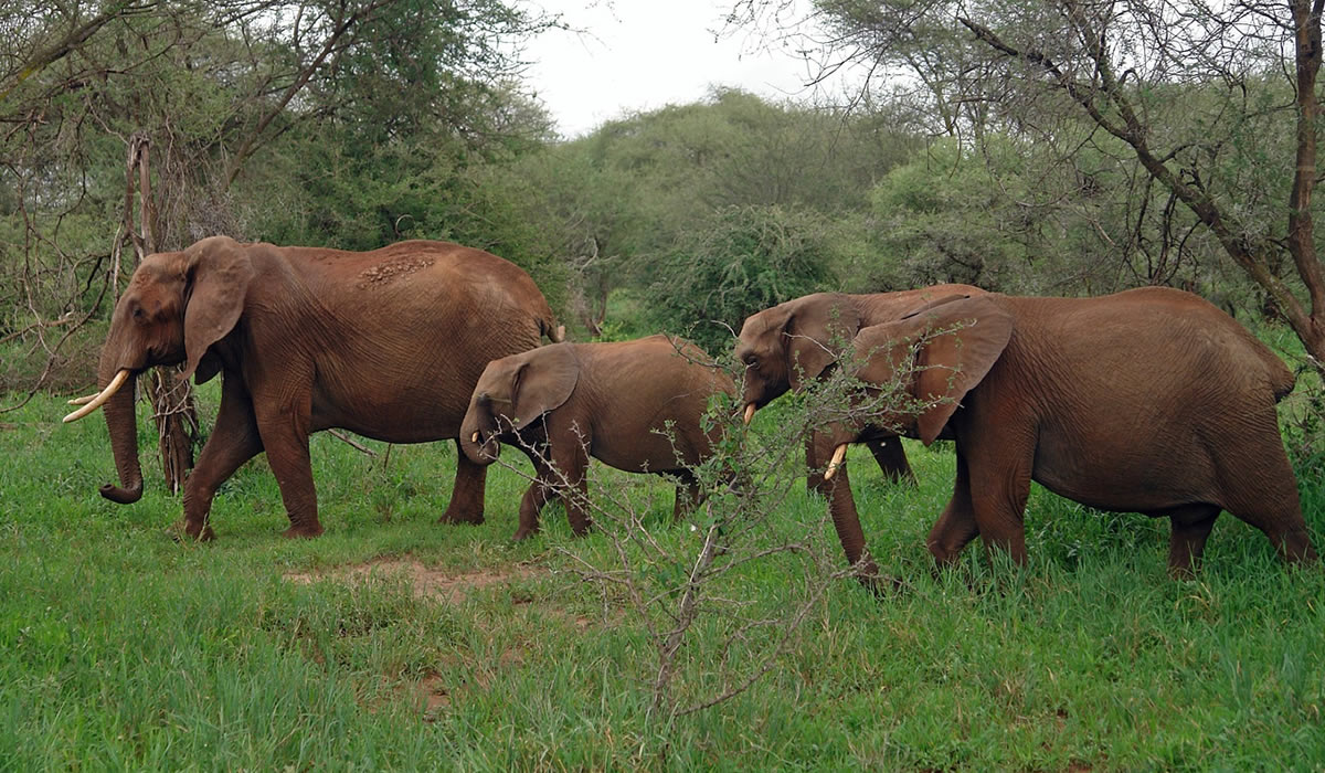 5 Days Tanzania Wildlife Safari