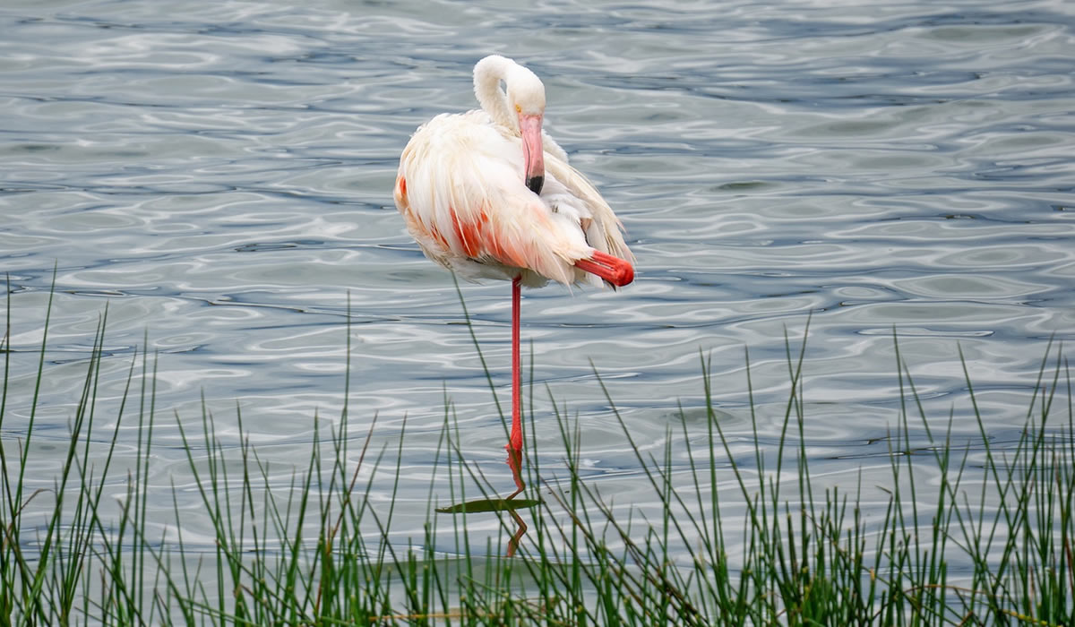 8 Days Safari in Tanzania