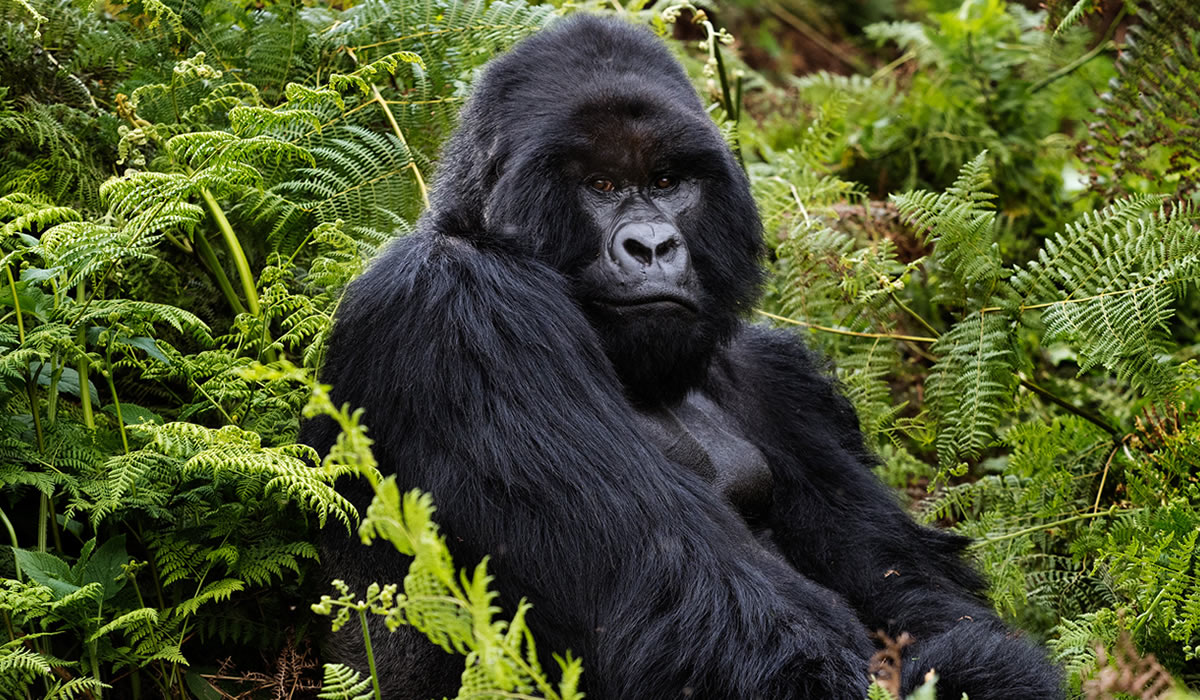 2 Days Rwanda Gorilla Safari, Rwanda