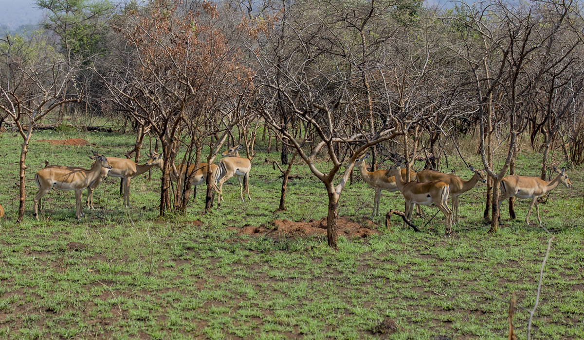 9 Days Exciting Rwanda Wildlife Adventure