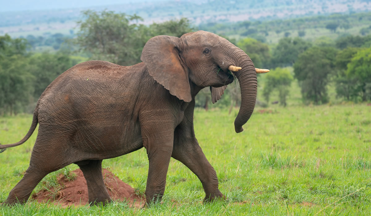 8 Days Best of Rwanda Safari Adventure