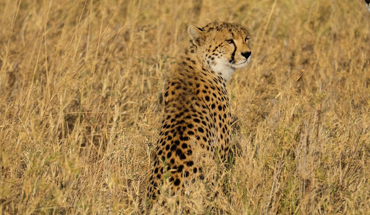 4 Days Wildlife Safari in Tanzania