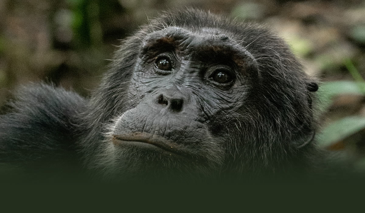 Chimpanzee Tracking in Uganda