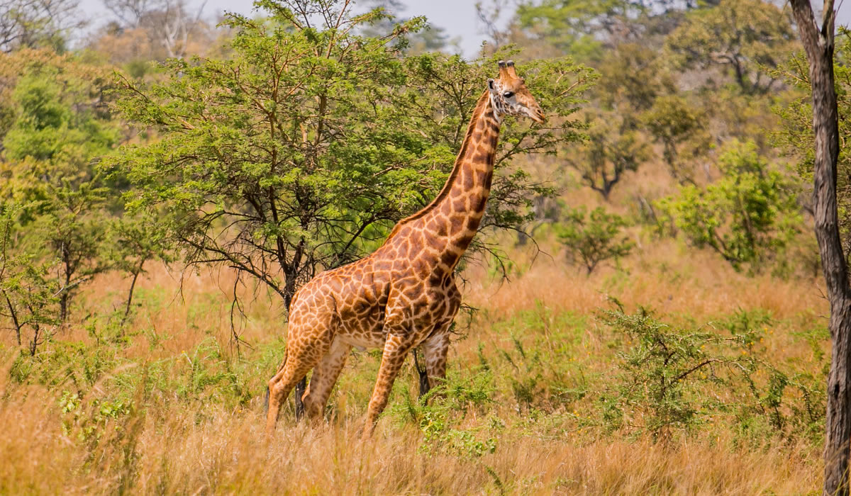 4 Days Luxury Rwanda Wildlife Safari