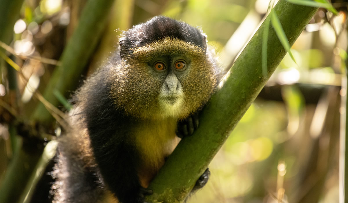 5 Days Rwanda Primate Tracking Safari