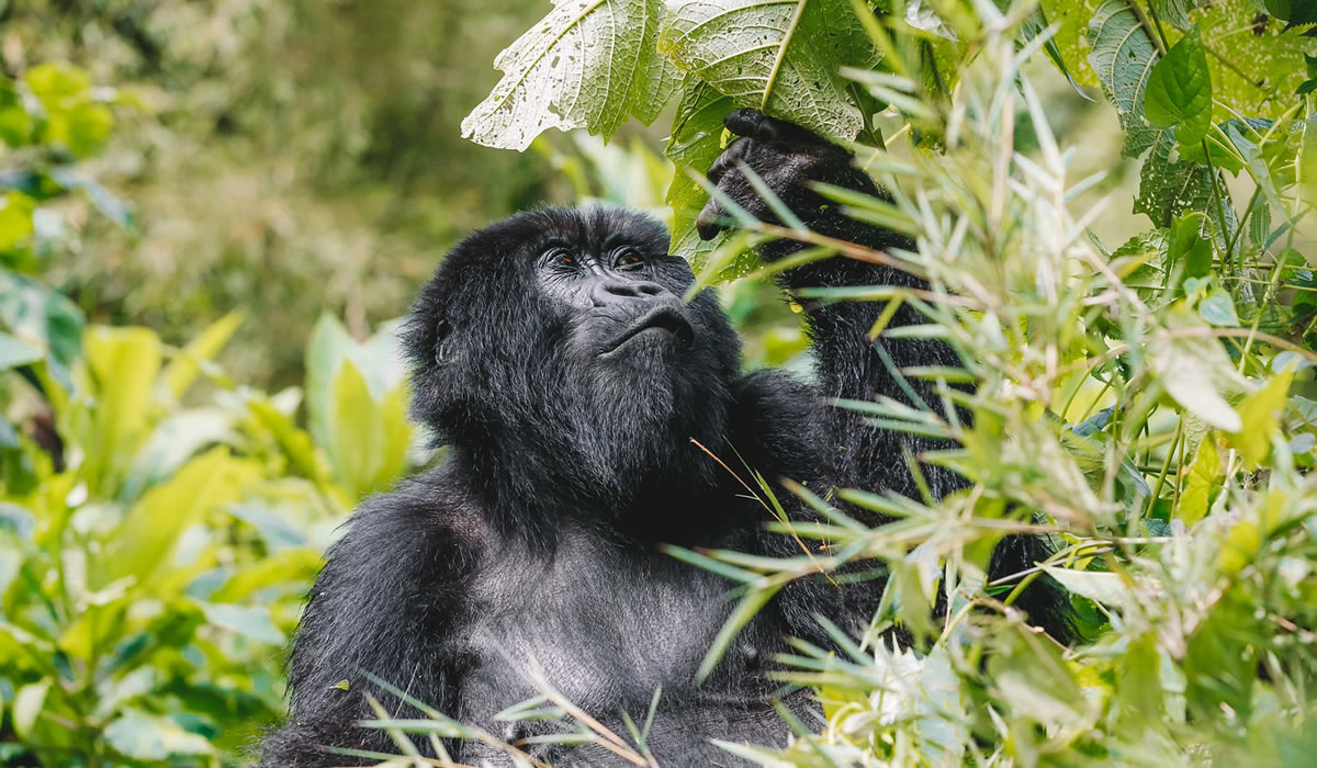 3 Days Rwanda Gorilla Tour