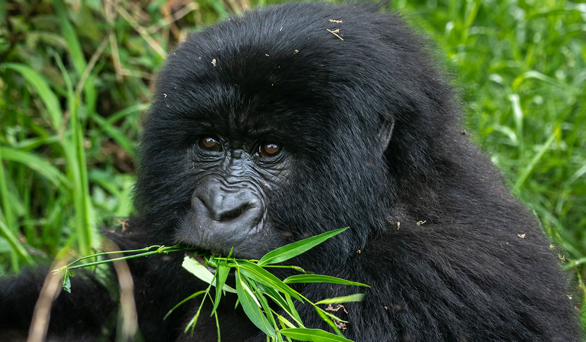 Gorilla Trekking in Rwanda