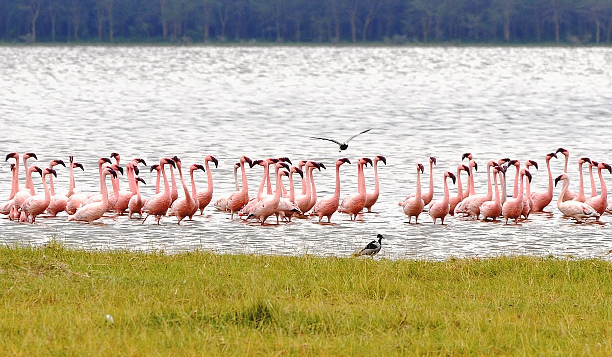 6 Days Exploring Kenya Wildlife Tour
