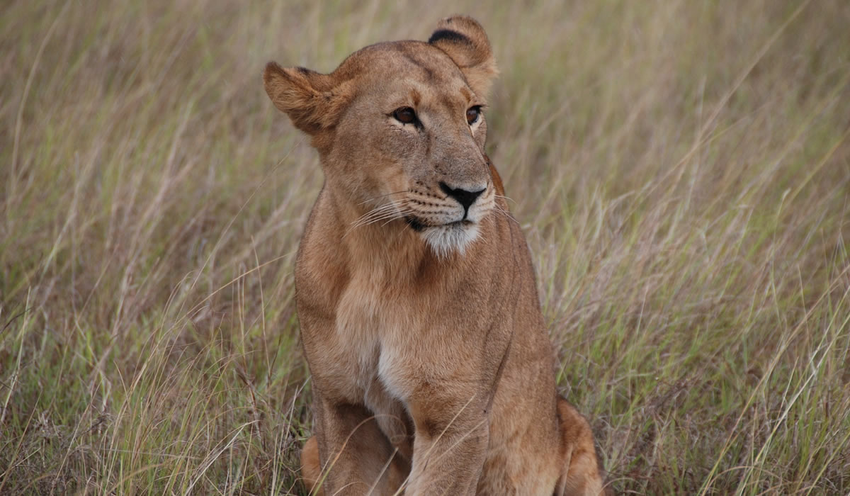 4 Days Kenya Wildlife Tour