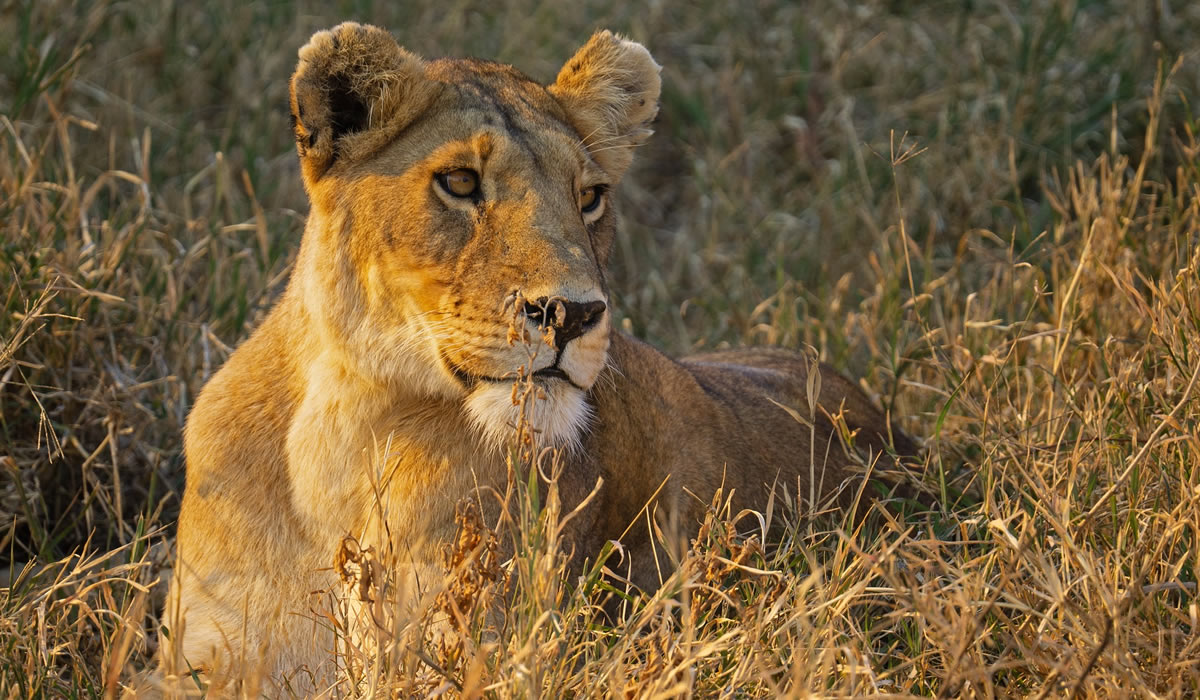 5 Days Wildlife Tour in Tanzania