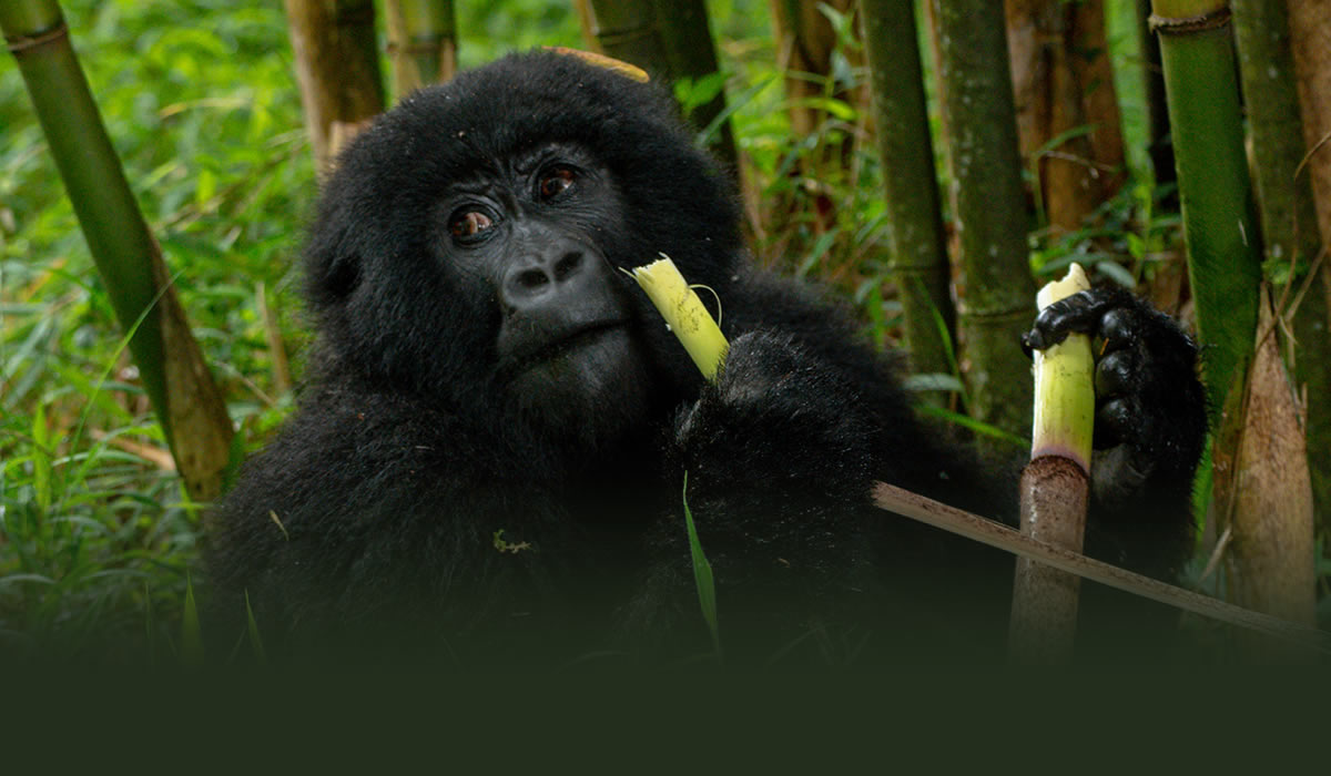 Gorilla Trekking Tours