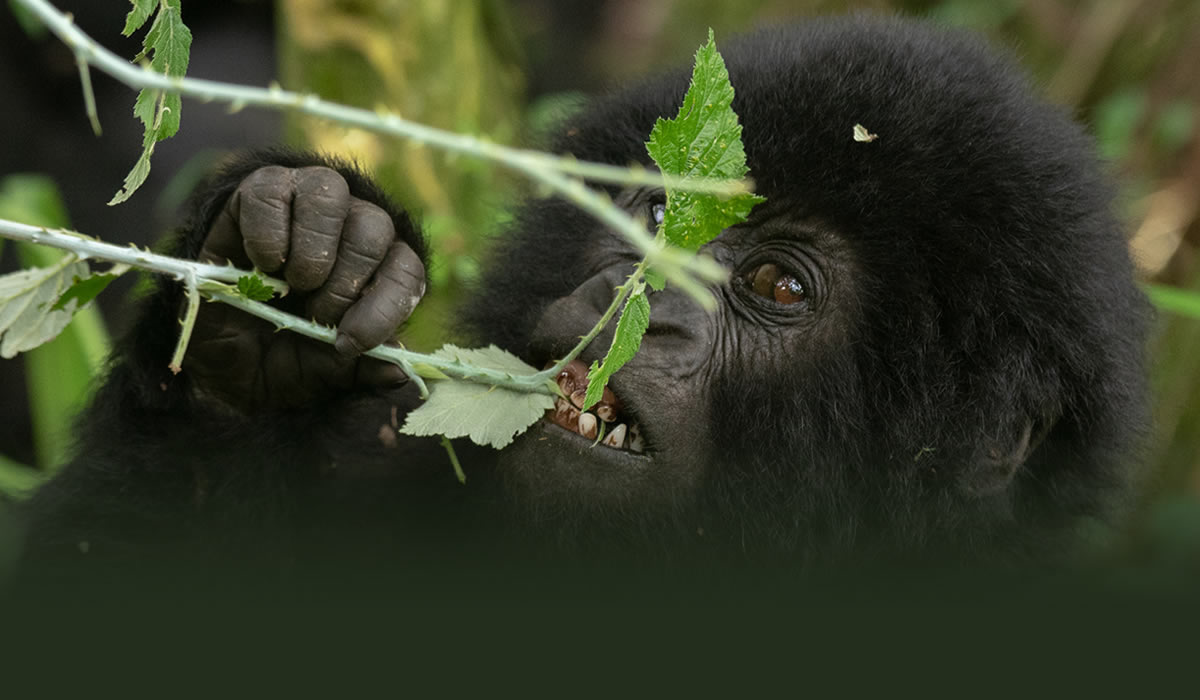 Combined Uganda and Rwanda Tours