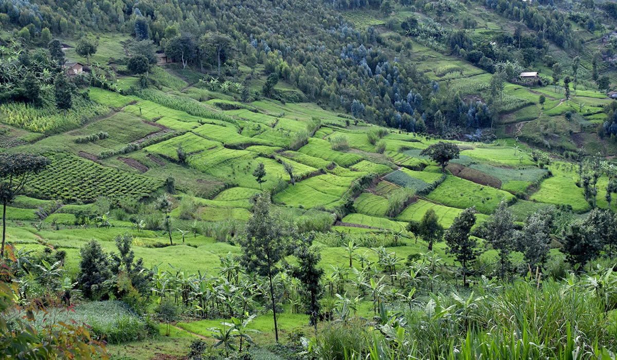 3 Days Kibira National Park Tour