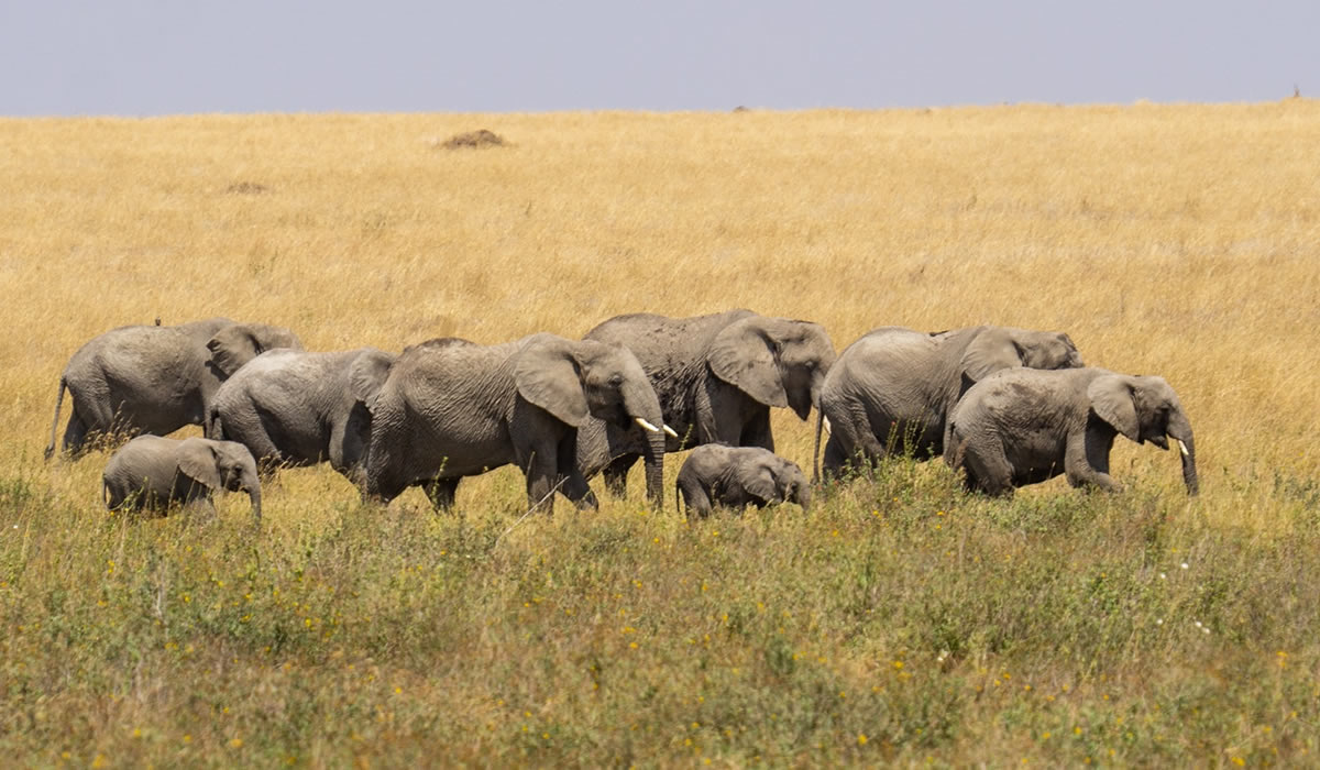 7 Days Tanzania Wildlife Tour
