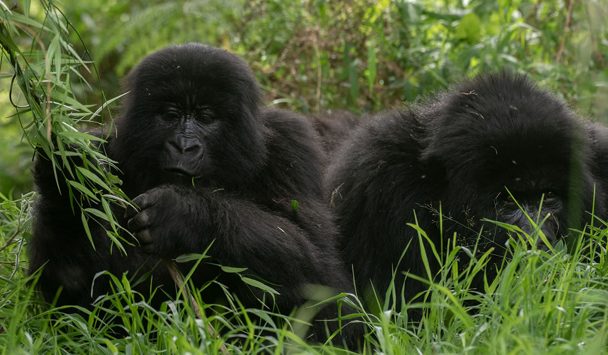 Why You Should Visit Rwanda