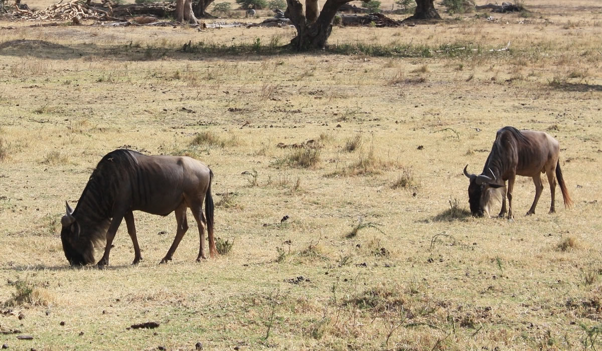 3 Days Tanzania Safari Tour