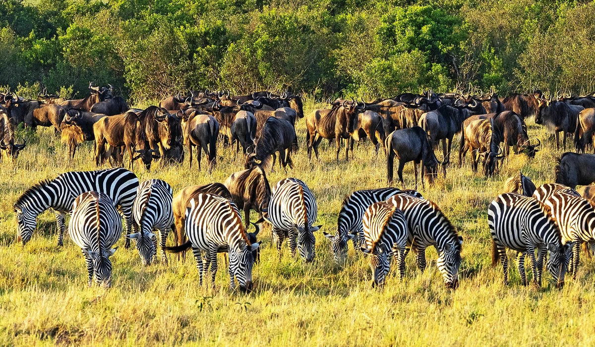 4 Days Kenya Safari Adventure