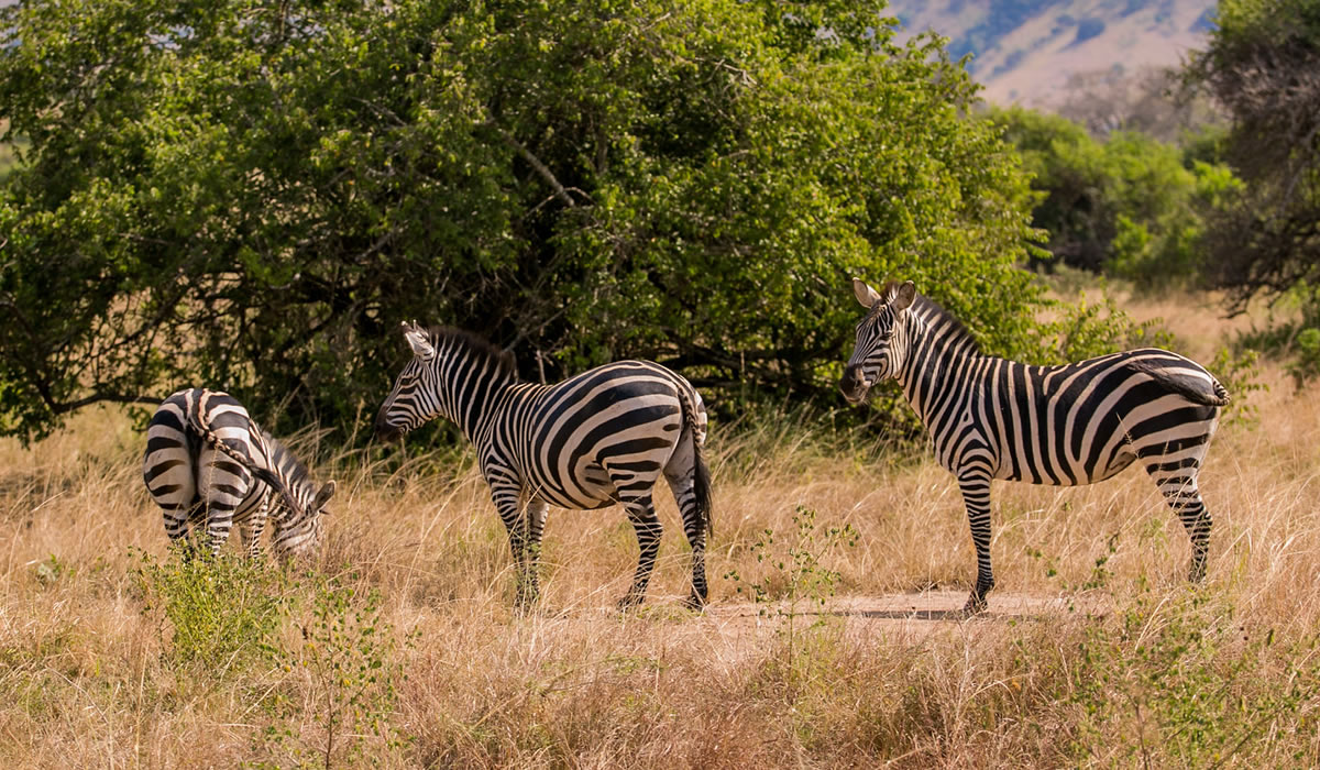 1 Day Akagera National Park Safari